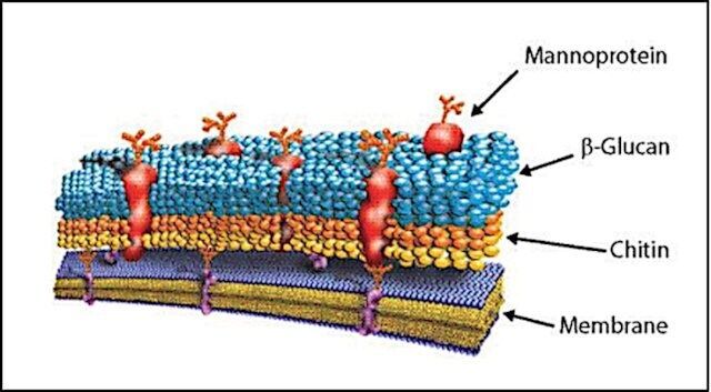 Lyticase from Arthrobacter luteus