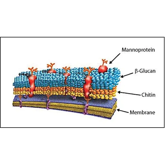 Lyticase from Arthrobacter luteus
