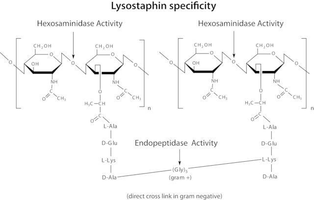 Lysostaphin from Staphylococcus staphylolyticus
