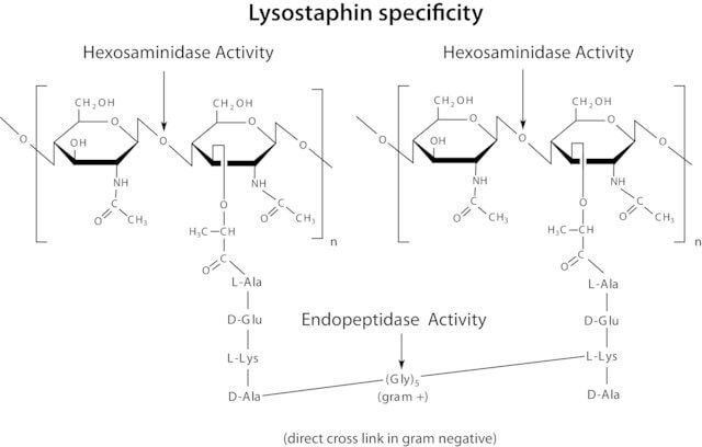 Lysostaphin from Staphylococcus staphylolyticus