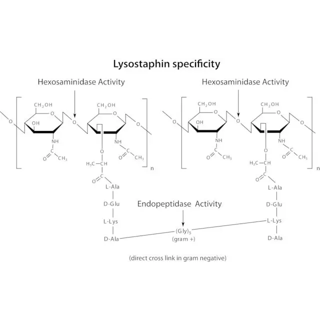 Lysostaphin from Staphylococcus staphylolyticus