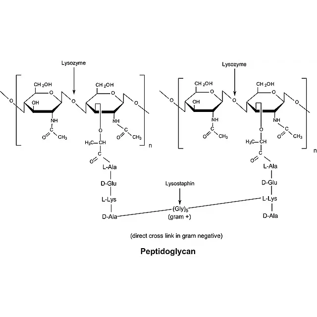 Lysozyme from human neutrophils